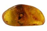 Fossil Cockroach & Fly In Baltic Amber - Rare Association! #96204-3